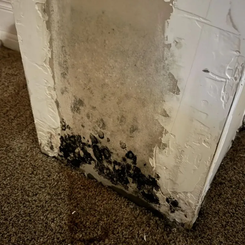 Professional Mold Removal in Major County, OK